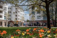 Tulpen am Martinsplatz
