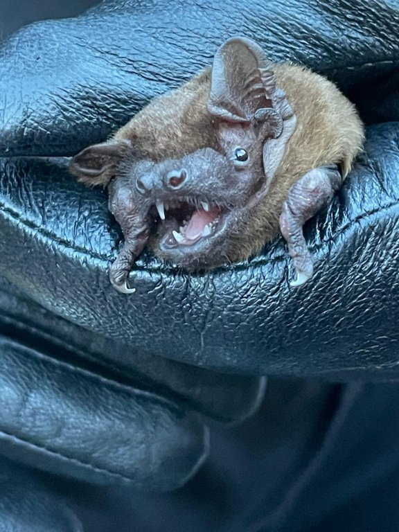 Fledermaus_Pflegling